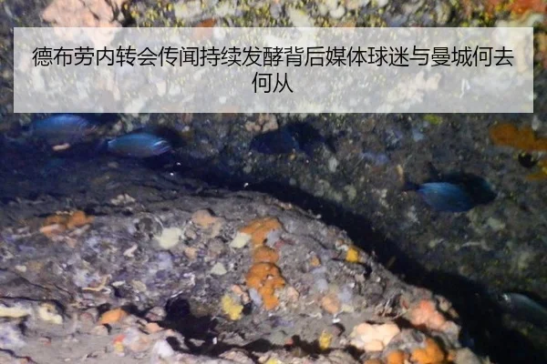 德布劳内转会传闻持续发酵背后媒体球迷与曼城何去何从